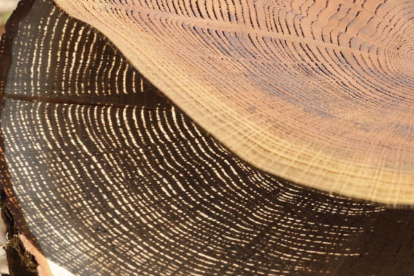 Maison & Objet 2020: a madeira rendada de Pascal Oudet